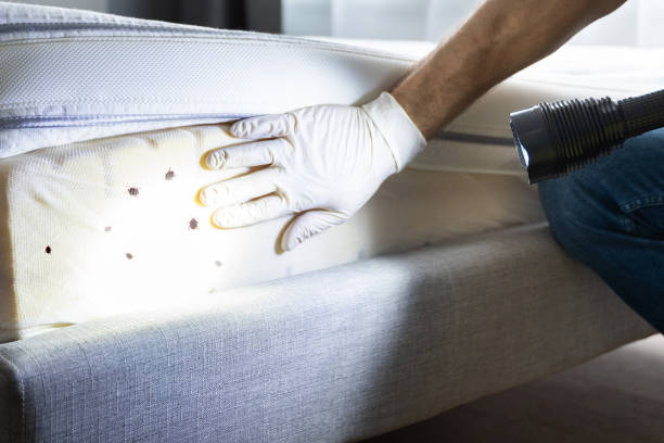 Best Ant Control Services  in Tecumseh, MI
